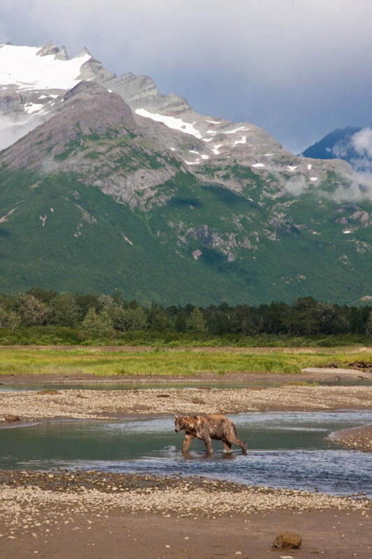 Grizzly Bear And Kejuik Mountains